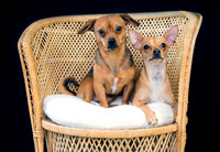 Chickie & Kronk 11-20