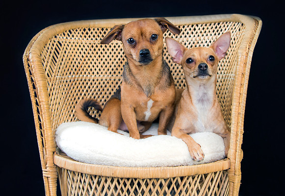 Chickie & Kronk 11-20