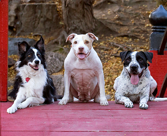 Group Dogs crop