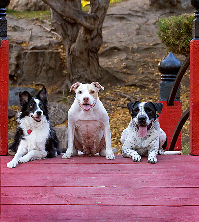 Group Dogs