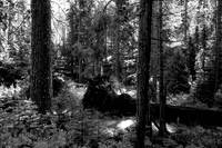 BW IMG_0012