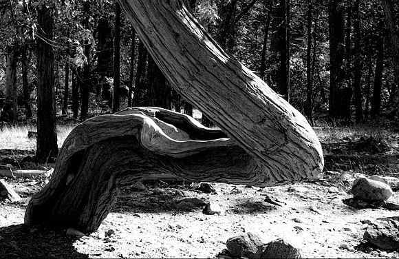 IMG_9770 BW