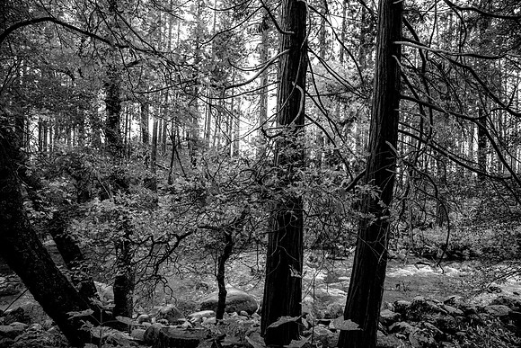 IMG_9922 BW