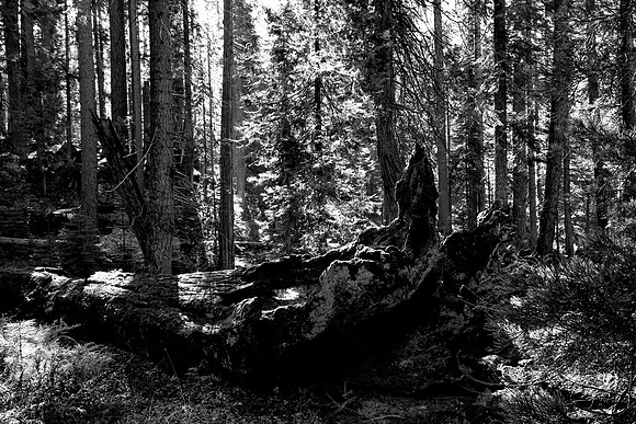 IMG_9948 BW
