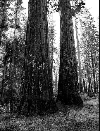 IMG_9955 BW