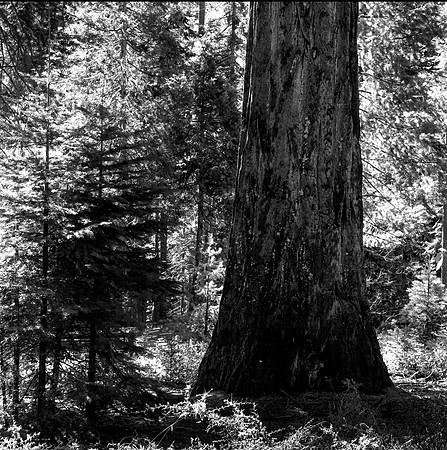 Tree BW 10 25