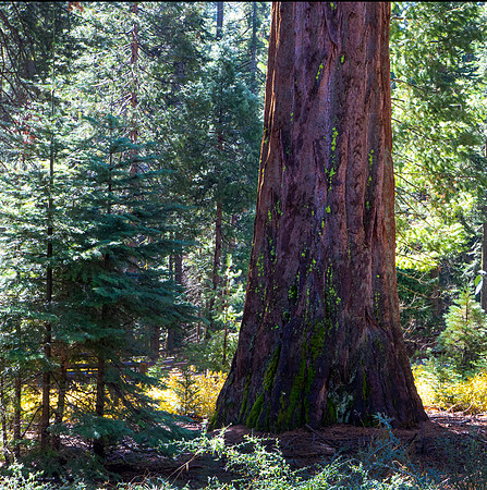 Tree Color 10 25