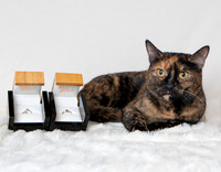 J Cat 2
