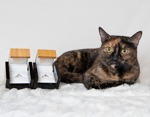 J Cat 2