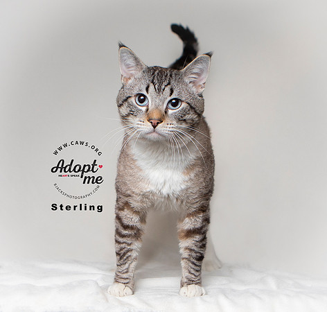 Sterling 3626 W