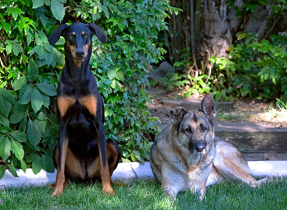 Bella and Jackie 8-19 a