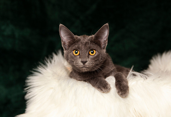 Salem 12 24