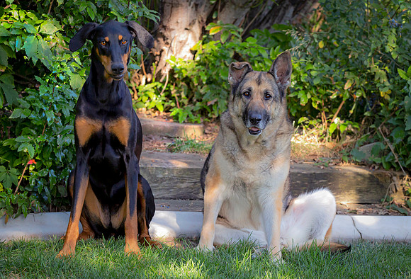 Bella and Jackie 8-19 b