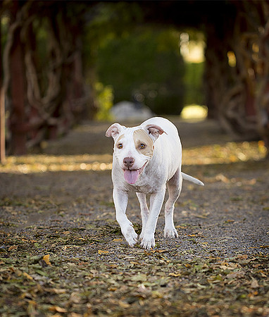 Darla 3 Web