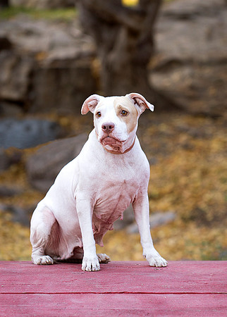 Darla 4