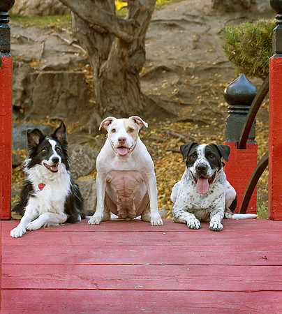 Dogs Group