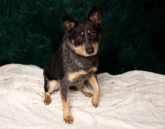 Rockie 12 24