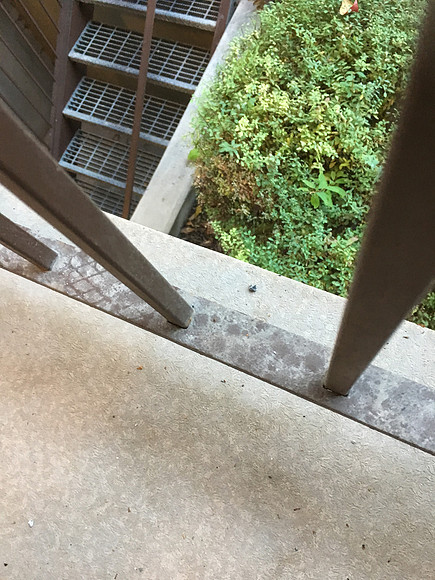 Ash on my landing.