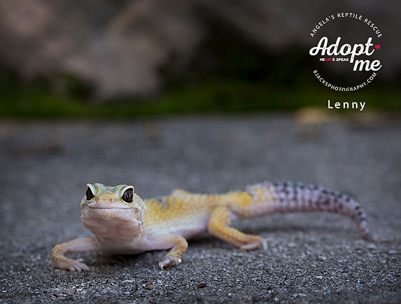 Lenny - 2 year old  Female Leopard Gecko.