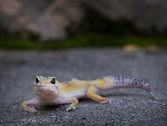Lenny - 2 year old  Female Leopard Gecko.