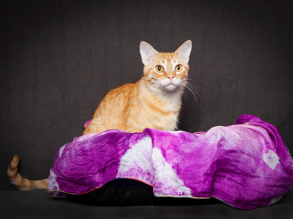 David Meowie 6 24