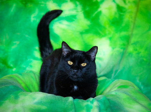 Jordan 6 24