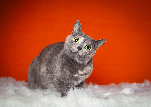 Greybelle 11 24